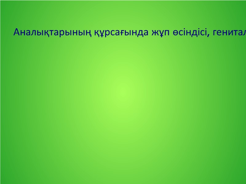 Аналықтарының құрсағында жұп өсіндісі, гениталды 8-9 стернитте құралған жұмыртқа салғышы болады. Егеуіштердің Piricoidea аналығының